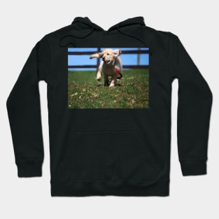 "Golden Retriever Puppy On The Run..." Hoodie